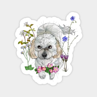 Havanese Sticker